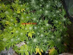P1020015