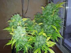 Nothern Light Haze 5 Flo 90 2012