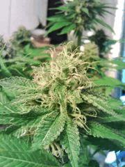 OG Kush 1 (2)