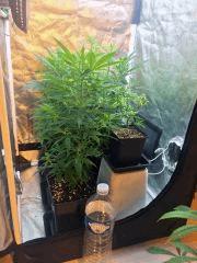 Grandes boutures 3,4L, PM, PM bis.jpg