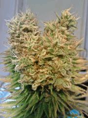 JTR I   F56 (4)