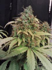 Honolulu Haze F 63 (5)