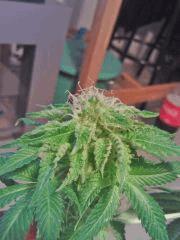 Echantillon Bubba Kush F+43 (3)