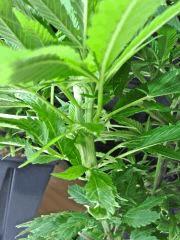 Clone JTR A   fasciation 2