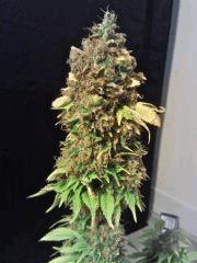Bubba Kush F 80 (2)
