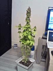Bubba Kush F 80