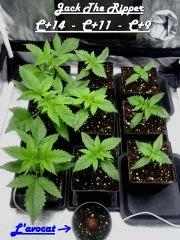 3x C 14   3x C 11   3x C 9