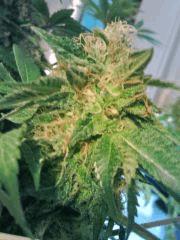 Bubba Kush (4)