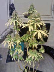 Honolulu Haze F 70