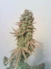 JTR A F+80 (3)