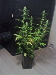 Clone JTR H   F+21