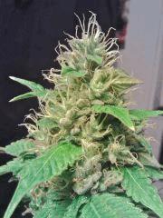 Apex L.A. Confidential F+38 grainé
