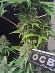 OG Kush F 56 (8)