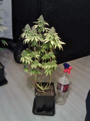 Honolulu Haze F 63