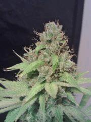 OG Kush 2 F 56 (5)