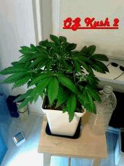 OG Kush 2 (2)