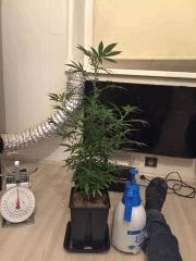 Clones JTR, Flo2 (1)