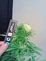 JTR I F 23 (2)