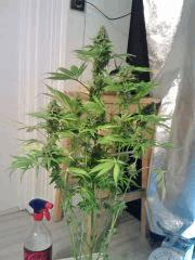 OG Kush 2.jpg