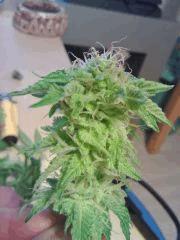 Echantillon Bubba Kush F+43 manucuré