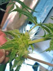 OG Kush 1 (3)