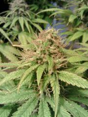 Bud H.Haze F 38