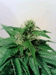 L.A. Confidential F 25