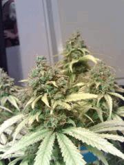 Honolulu Haze F 70 (3)