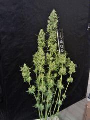 OG Kush 2   F 56
