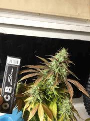 Clones JTR, Flo45 (12).jpg