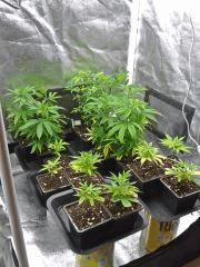Box Cro (2)