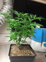 PM 20 jours après root trimming.jpg