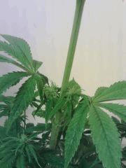 JTR B   F 5   pistils resultat