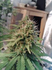 H.Haze