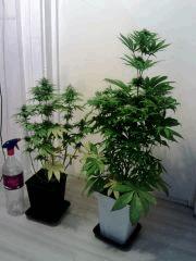 H.Haze & OG Kush 1 (2)