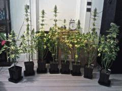 Jack The Ripper F