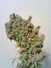 JTR I F+80 (4)
