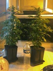 Clones JTR 3,4L, F16 (4)