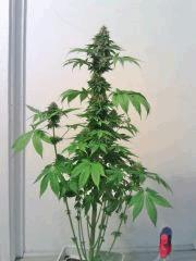 Bubba Kush