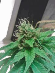 L.A. Confidential Bud grainé 2