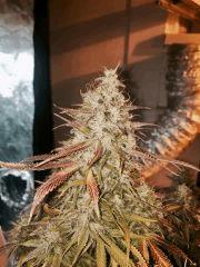 Clones JTR Flo49 (6)