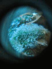 OG Kush 1   F 58 (6)