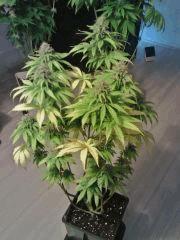 H. Haze F 38