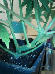 Supercropping (2)