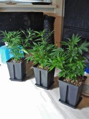 3x Clone De JTR A Qui partent En flo'