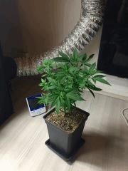 PM 20 jours après root trimming (2).jpg