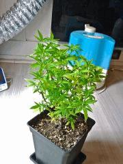 PM C 110, avant Root Trimming (2)