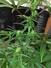 Clones JTR, F9 (2)