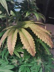 Feuilles L.A. Confidential