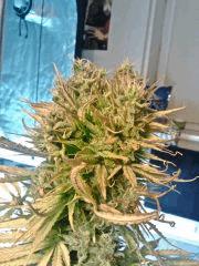JTR I   F56 (8)